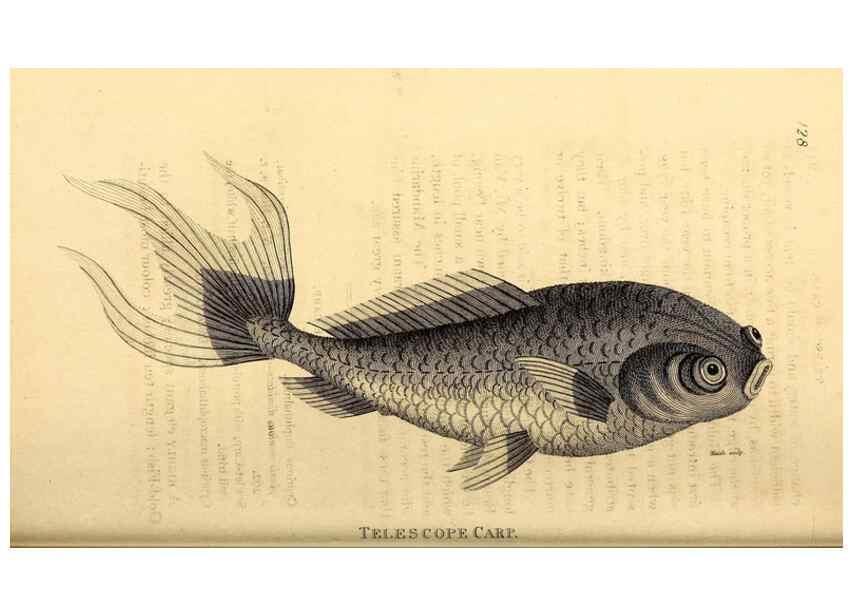 Reproducción/Reproduction 49826524823: General zoology, or Systematic natural history. London,Printed for G. Kearsley,1800-1826.. 