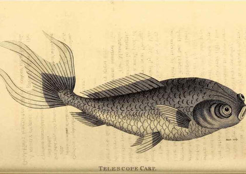 Reproducción/Reproduction 49826524823: General zoology, or Systematic natural history. London,Printed for G. Kearsley,1800-1826.. 