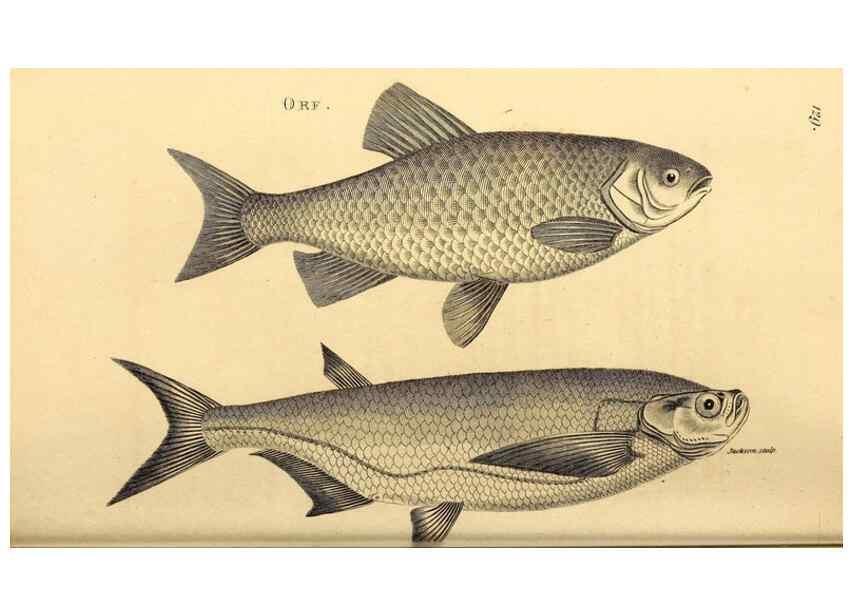 Reproducción/Reproduction 49827058731: General zoology, or Systematic natural history. London,Printed for G. Kearsley,1800-1826.. 