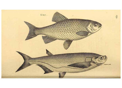 Reproducción/Reproduction 49827058731: General zoology, or Systematic natural history. London,Printed for G. Kearsley,1800-1826.. 