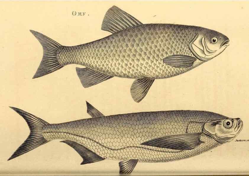 Reproducción/Reproduction 49827058731: General zoology, or Systematic natural history. London,Printed for G. Kearsley,1800-1826.. 