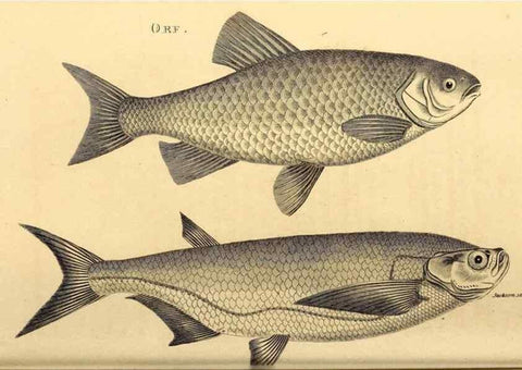 Reproducción/Reproduction 49827058731: General zoology, or Systematic natural history. London,Printed for G. Kearsley,1800-1826.. 
