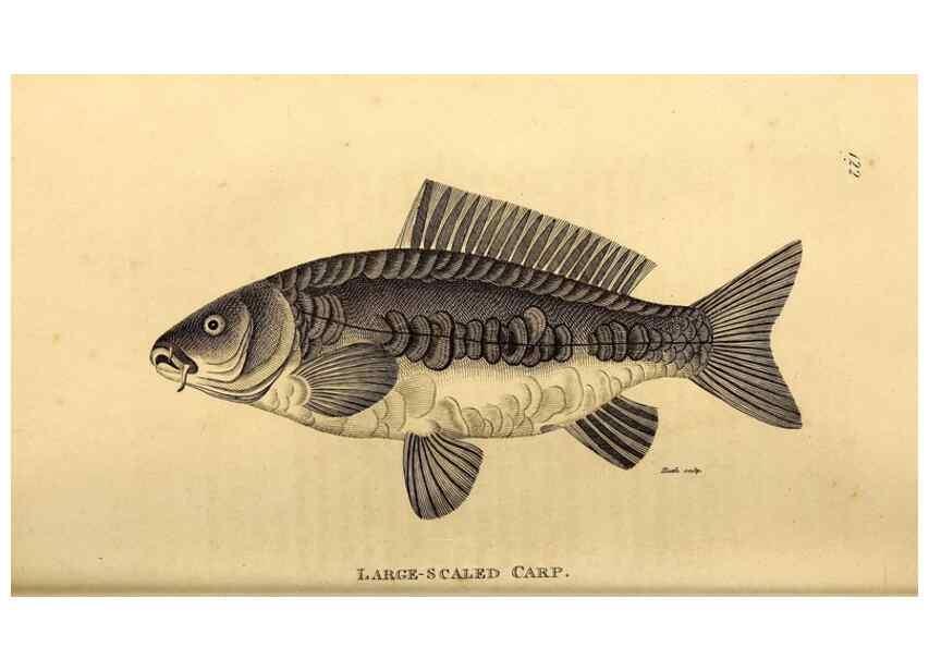 Reproducción/Reproduction 49827056726: General zoology, or Systematic natural history. London,Printed for G. Kearsley,1800-1826.. 