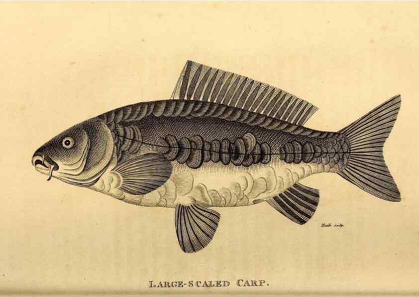 Reproducción/Reproduction 49827056726: General zoology, or Systematic natural history. London,Printed for G. Kearsley,1800-1826.. 