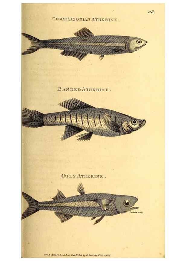Reproducción/Reproduction 49827054001: General zoology, or Systematic natural history. London,Printed for G. Kearsley,1800-1826.. 