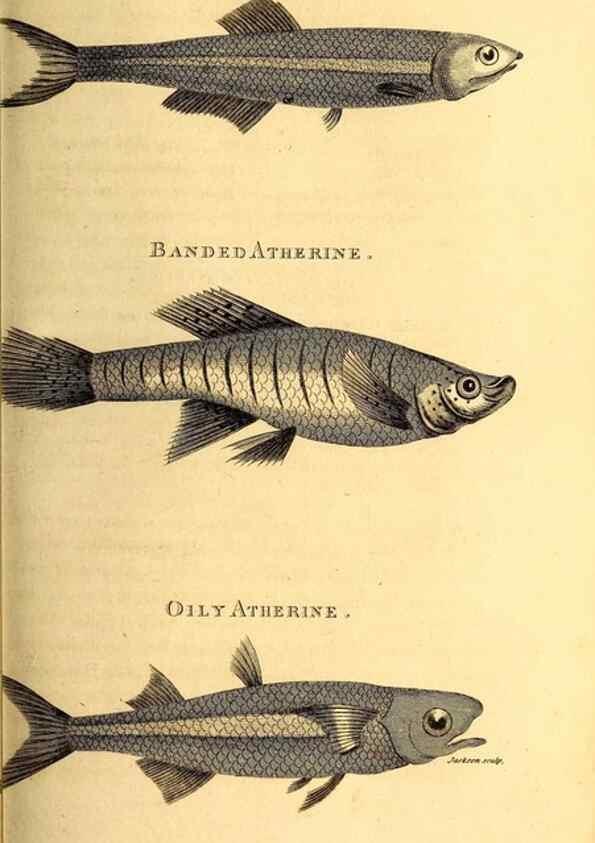 Reproducción/Reproduction 49827054001: General zoology, or Systematic natural history. London,Printed for G. Kearsley,1800-1826.. 
