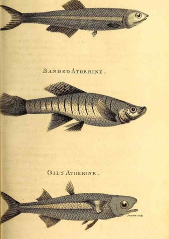 Reproducción/Reproduction 49827054001: General zoology, or Systematic natural history. London,Printed for G. Kearsley,1800-1826.. 