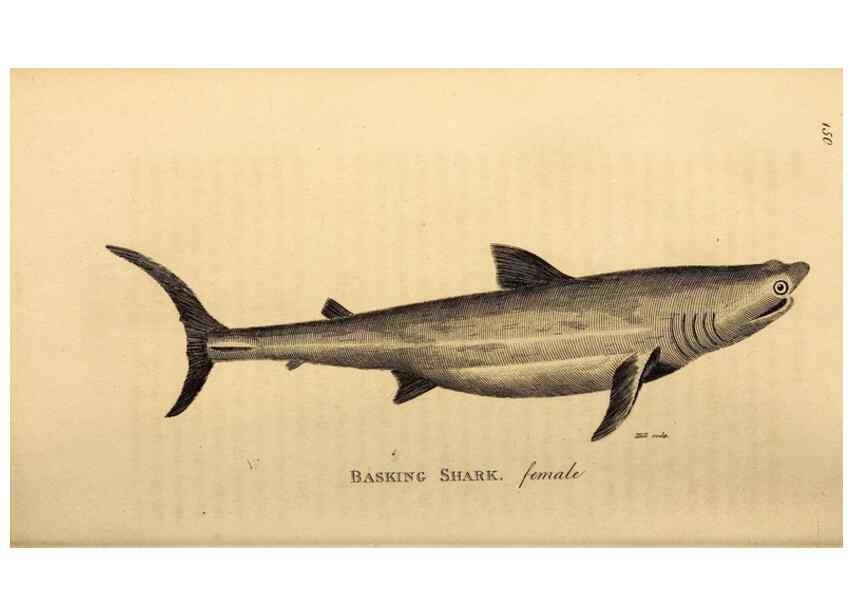 Reproducción/Reproduction 49827377417: General zoology, or Systematic natural history. London,Printed for G. Kearsley,1800-1826.. 