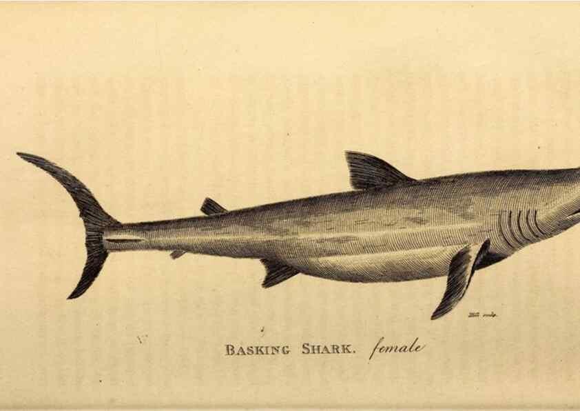 Reproducción/Reproduction 49827377417: General zoology, or Systematic natural history. London,Printed for G. Kearsley,1800-1826.. 