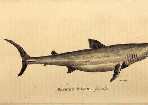 Reproducción/Reproduction 49827377417: General zoology, or Systematic natural history. London,Printed for G. Kearsley,1800-1826.. 