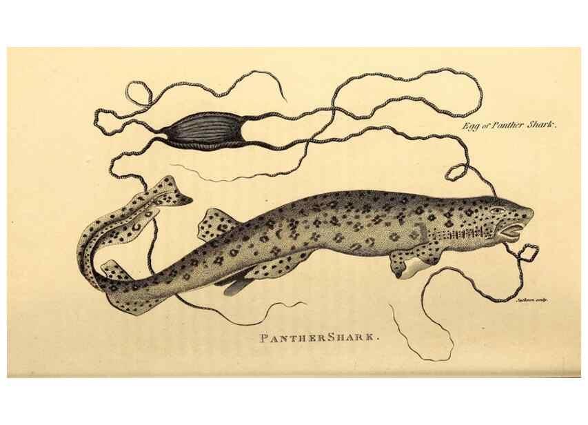 Reproducción/Reproduction 49826531598: General zoology, or Systematic natural history. London,Printed for G. Kearsley,1800-1826.. 