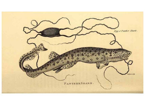 Reproducción/Reproduction 49826531598: General zoology, or Systematic natural history. London,Printed for G. Kearsley,1800-1826.. 