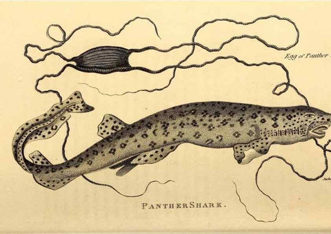 Reproducción/Reproduction 49826531598: General zoology, or Systematic natural history. London,Printed for G. Kearsley,1800-1826.. 