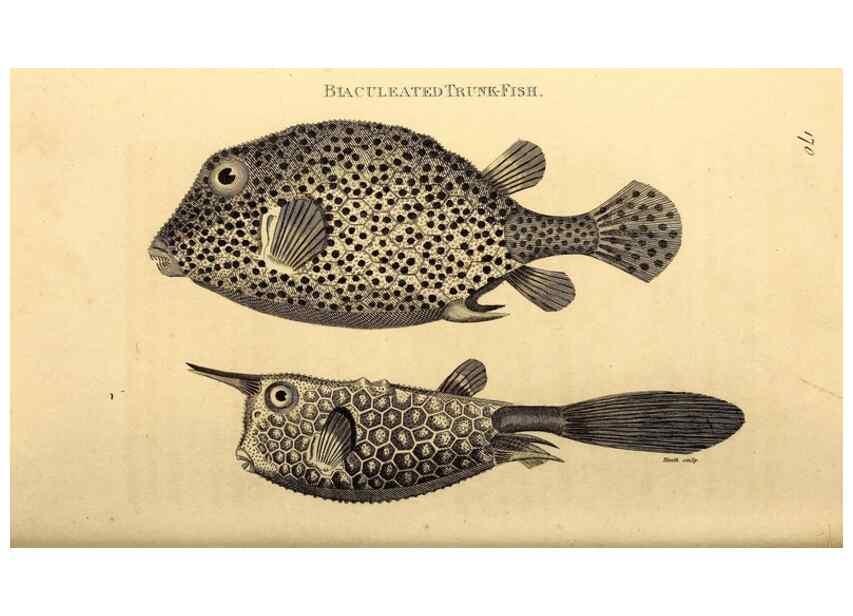 Reproducción/Reproduction 49827069566: General zoology, or Systematic natural history. London,Printed for G. Kearsley,1800-1826.. 