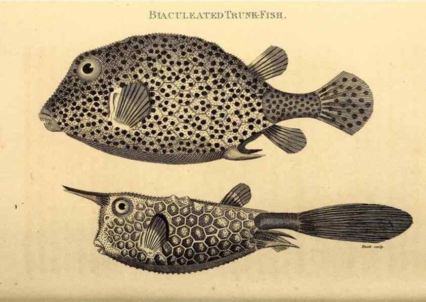 Reproducción/Reproduction 49827069566: General zoology, or Systematic natural history. London,Printed for G. Kearsley,1800-1826.. 