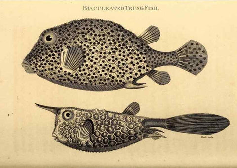 Reproducción/Reproduction 49827069566: General zoology, or Systematic natural history. London,Printed for G. Kearsley,1800-1826.. 