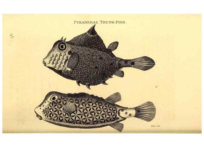 Reproducción/Reproduction 49826537018: General zoology, or Systematic natural history. London,Printed for G. Kearsley,1800-1826.. 
