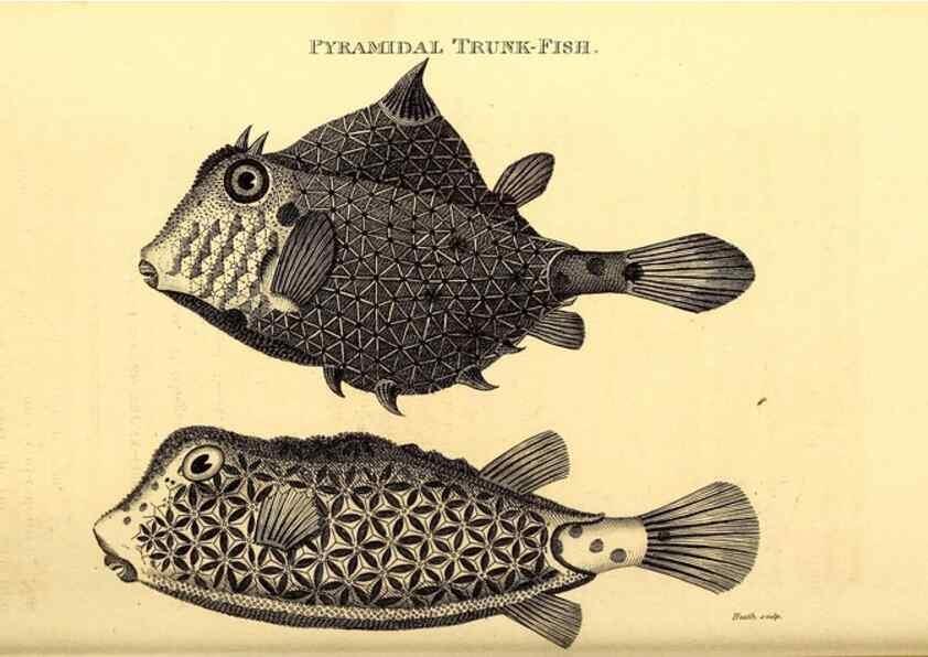 Reproducción/Reproduction 49826537018: General zoology, or Systematic natural history. London,Printed for G. Kearsley,1800-1826.. 