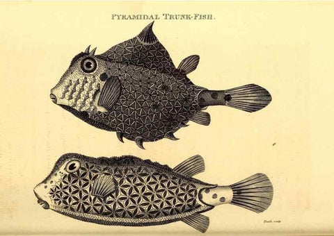 Reproducción/Reproduction 49826537018: General zoology, or Systematic natural history. London,Printed for G. Kearsley,1800-1826.. 