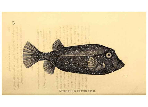Reproducción/Reproduction 49826537193: General zoology, or Systematic natural history. London,Printed for G. Kearsley,1800-1826.. 
