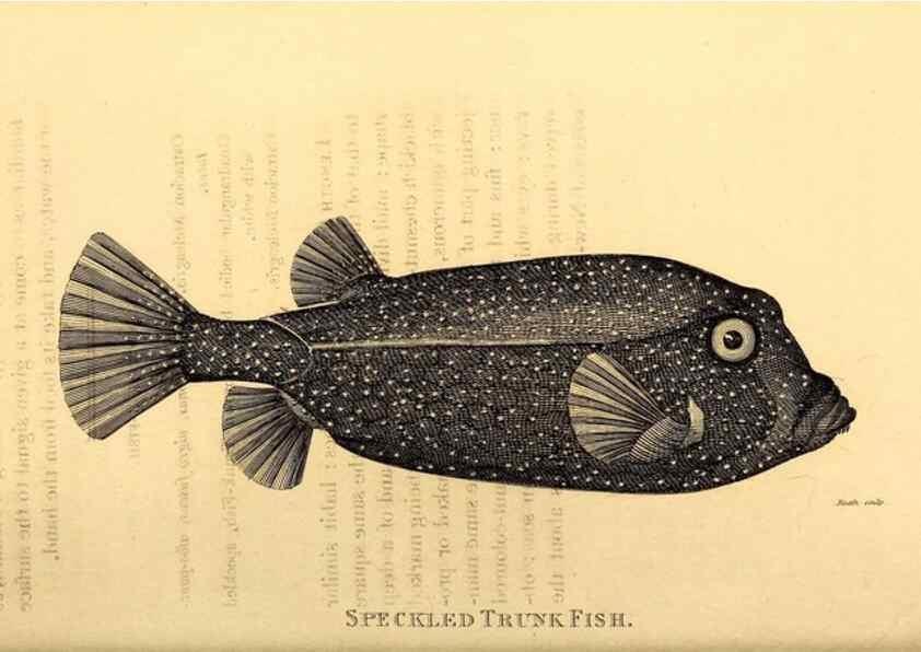Reproducción/Reproduction 49826537193: General zoology, or Systematic natural history. London,Printed for G. Kearsley,1800-1826.. 
