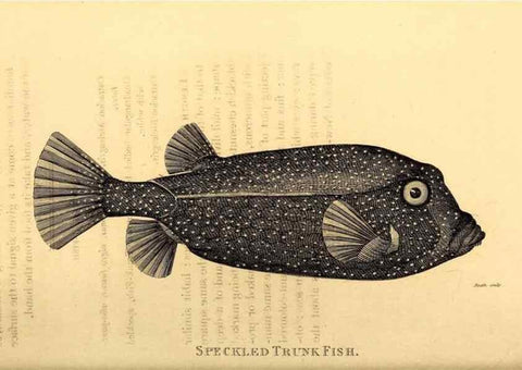 Reproducción/Reproduction 49826537193: General zoology, or Systematic natural history. London,Printed for G. Kearsley,1800-1826.. 