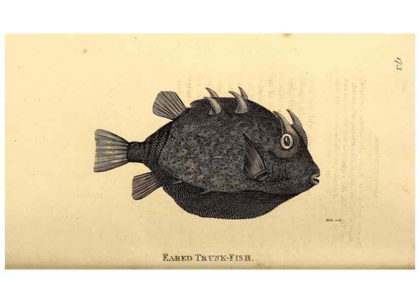 Reproducción/Reproduction 49827070216: General zoology, or Systematic natural history. London,Printed for G. Kearsley,1800-1826.. 