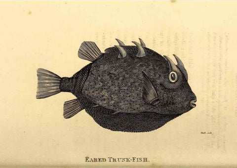 Reproducción/Reproduction 49827070216: General zoology, or Systematic natural history. London,Printed for G. Kearsley,1800-1826.. 
