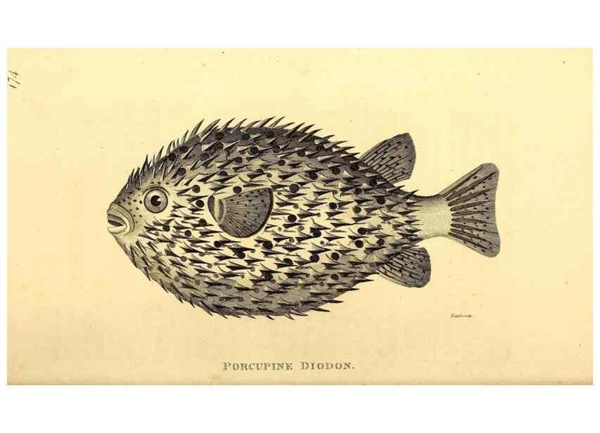 Reproducción/Reproduction 49827383767: General zoology, or Systematic natural history. London,Printed for G. Kearsley,1800-1826.. 