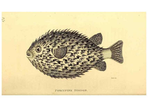 Reproducción/Reproduction 49827383767: General zoology, or Systematic natural history. London,Printed for G. Kearsley,1800-1826.. 