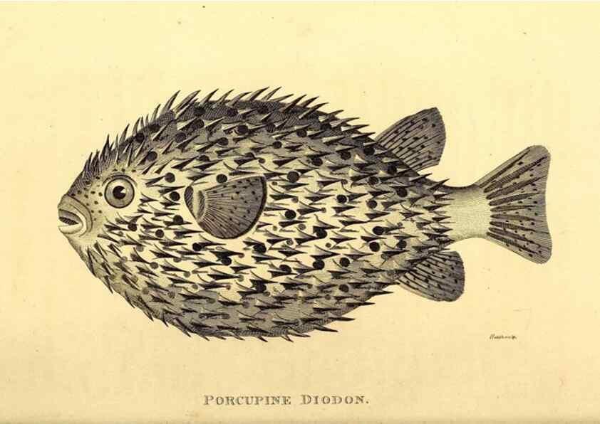 Reproducción/Reproduction 49827383767: General zoology, or Systematic natural history. London,Printed for G. Kearsley,1800-1826.. 