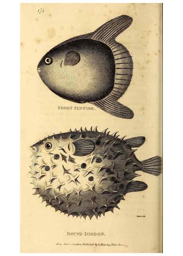 Reproducción/Reproduction 49827070661: General zoology, or Systematic natural history. London,Printed for G. Kearsley,1800-1826.. 