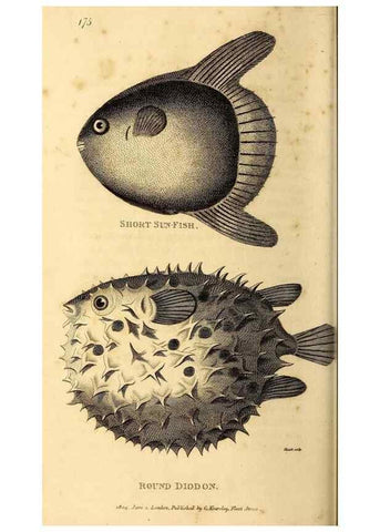 Reproducción/Reproduction 49827070661: General zoology, or Systematic natural history. London,Printed for G. Kearsley,1800-1826.. 