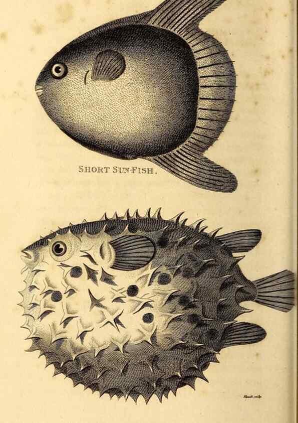 Reproducción/Reproduction 49827070661: General zoology, or Systematic natural history. London,Printed for G. Kearsley,1800-1826.. 