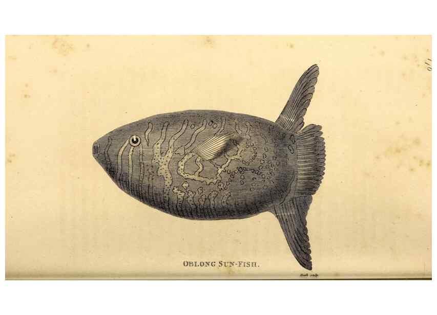 Reproducción/Reproduction 49827384327: General zoology, or Systematic natural history. London,Printed for G. Kearsley,1800-1826.. 