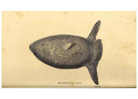 Reproducción/Reproduction 49827384327: General zoology, or Systematic natural history. London,Printed for G. Kearsley,1800-1826.. 