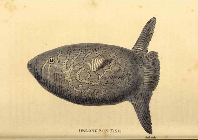 Reproducción/Reproduction 49827384327: General zoology, or Systematic natural history. London,Printed for G. Kearsley,1800-1826.. 
