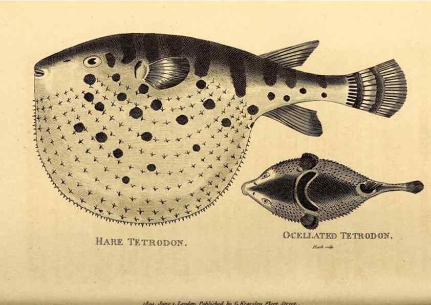 Reproducción/Reproduction 49826538433: General zoology, or Systematic natural history. London,Printed for G. Kearsley,1800-1826.. 