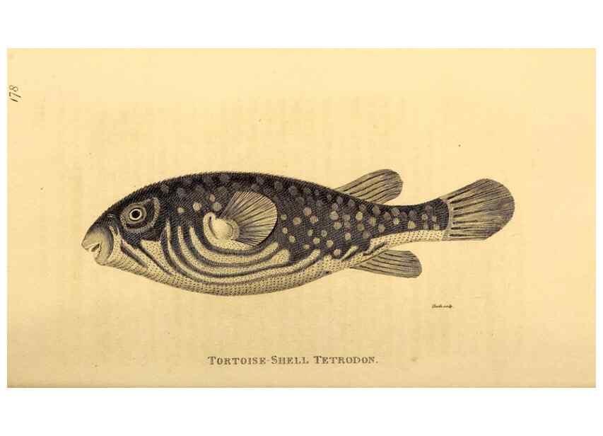 Reproducción/Reproduction 49827384877: General zoology, or Systematic natural history. London,Printed for G. Kearsley,1800-1826.. 