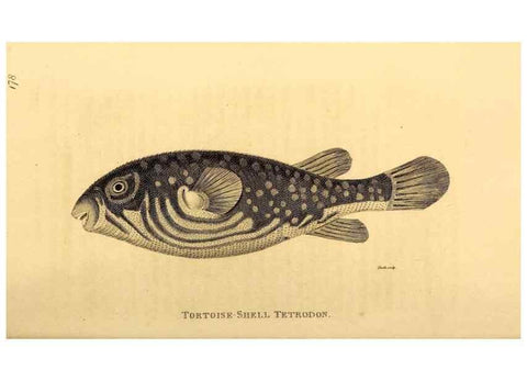 Reproducción/Reproduction 49827384877: General zoology, or Systematic natural history. London,Printed for G. Kearsley,1800-1826.. 