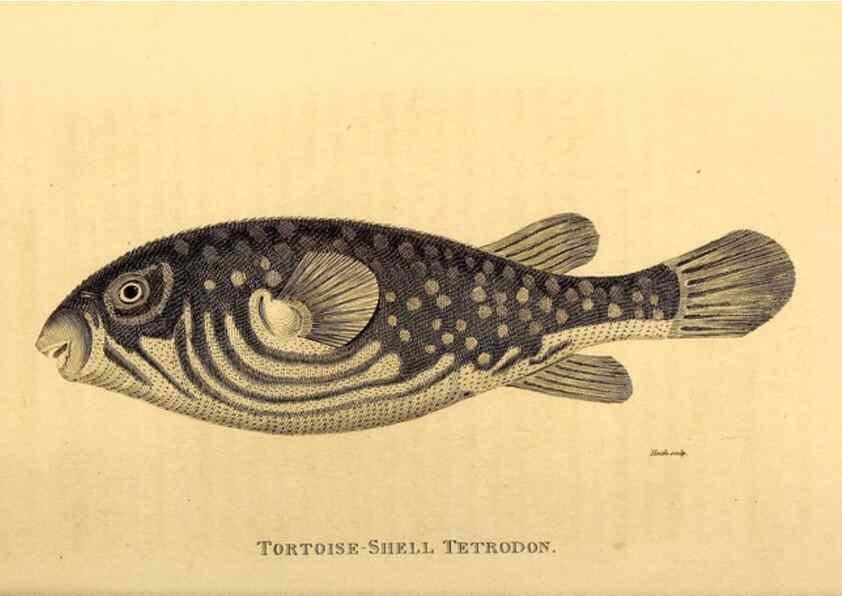Reproducción/Reproduction 49827384877: General zoology, or Systematic natural history. London,Printed for G. Kearsley,1800-1826.. 