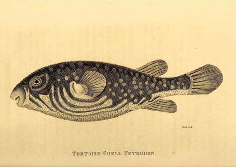 Reproducción/Reproduction 49827384877: General zoology, or Systematic natural history. London,Printed for G. Kearsley,1800-1826.. 