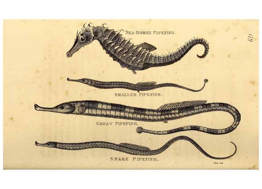 Reproducción/Reproduction 49827385067: General zoology, or Systematic natural history. London,Printed for G. Kearsley,1800-1826.. 
