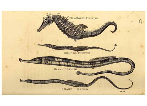 Reproducción/Reproduction 49827385067: General zoology, or Systematic natural history. London,Printed for G. Kearsley,1800-1826.. 