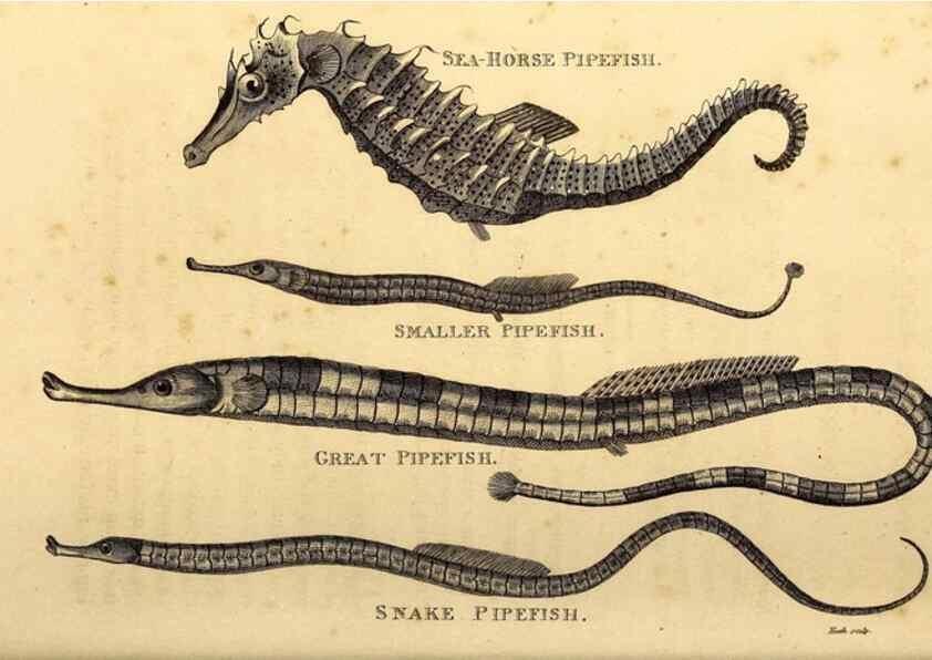 Reproducción/Reproduction 49827385067: General zoology, or Systematic natural history. London,Printed for G. Kearsley,1800-1826.. 