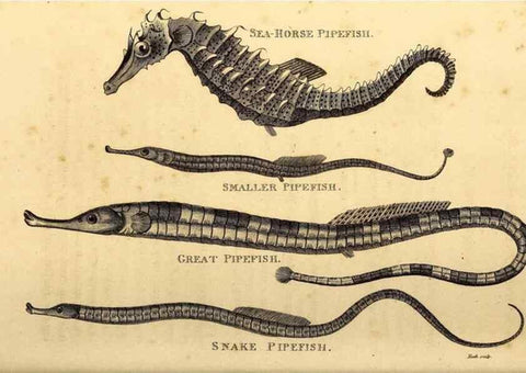 Reproducción/Reproduction 49827385067: General zoology, or Systematic natural history. London,Printed for G. Kearsley,1800-1826.. 