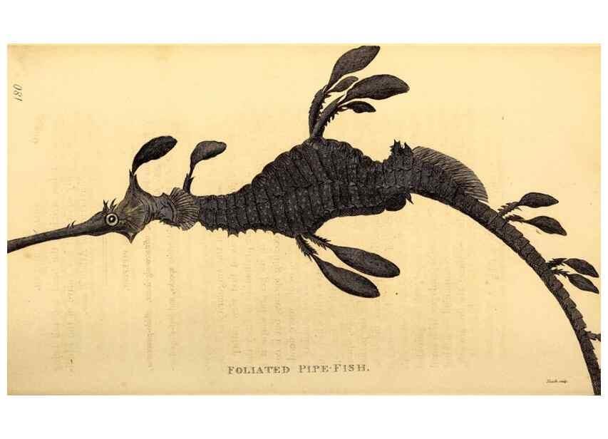Reproducción/Reproduction 49827071741: General zoology, or Systematic natural history. London,Printed for G. Kearsley,1800-1826.. 