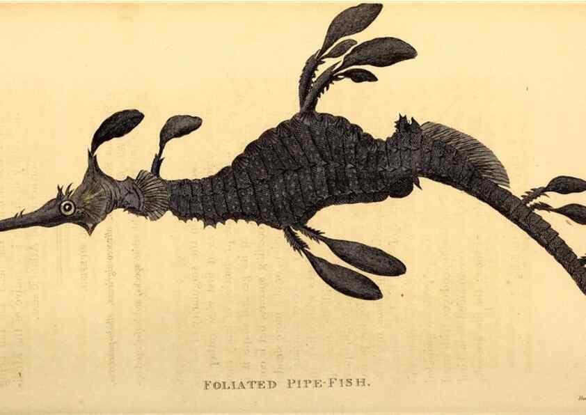 Reproducción/Reproduction 49827071741: General zoology, or Systematic natural history. London,Printed for G. Kearsley,1800-1826.. 