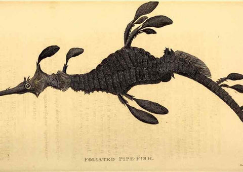Reproducción/Reproduction 49827071741: General zoology, or Systematic natural history. London,Printed for G. Kearsley,1800-1826.. 