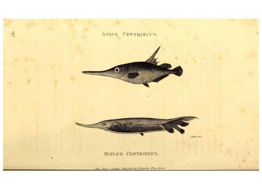 Reproducción/Reproduction 49827385502: General zoology, or Systematic natural history. London,Printed for G. Kearsley,1800-1826.. 